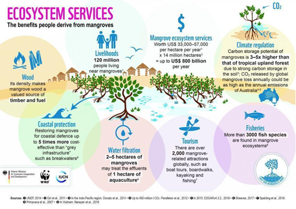 Mangroves and coastal ecosystems | IUCN