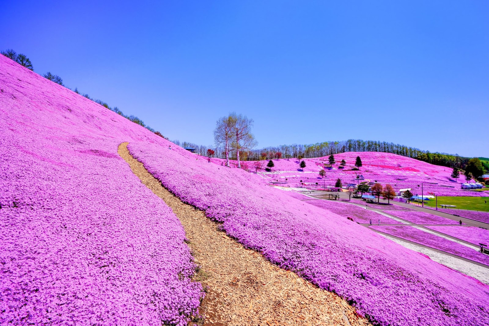 2、【オホーツク｜大空町】一面ピンク色の絶景が広がる「ひがしもこと芝桜公園」