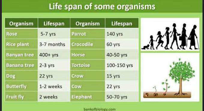 Reproduction in Organisms – CBSE Notes for Class 12 Biology