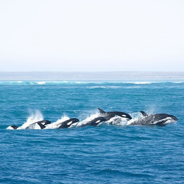 Dive into Ningaloo Reef