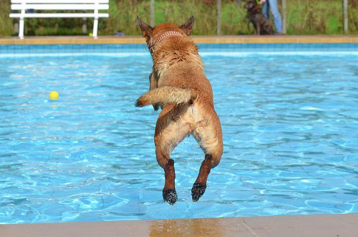 senior dog jumping into a pool as exercise
