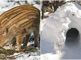 Canadian Wild Pigs Are Building "Pigloos" To Survive Through The Winter -  Narcity