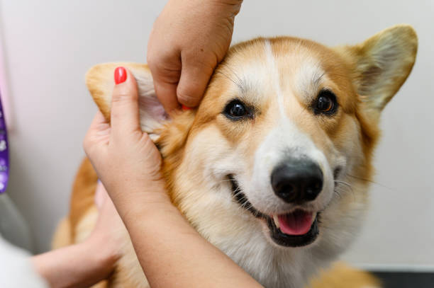 Dog Grooming Tips For Beginners - Pets Grooming Care