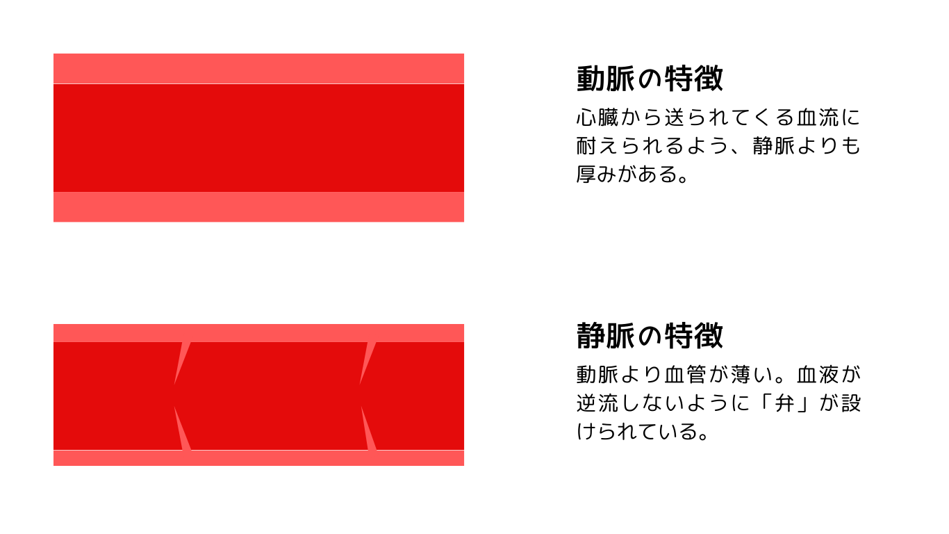 肩こりの要因となる血管についての説明