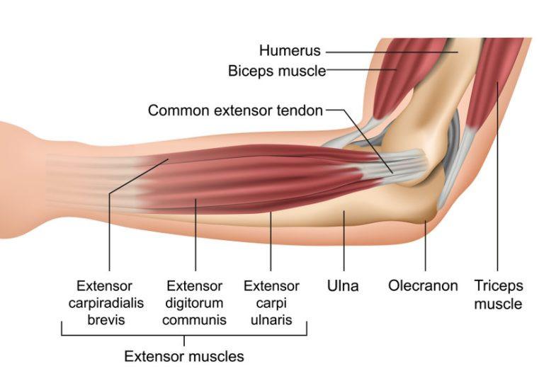 A diagram of the muscles of the arm

Description automatically generated