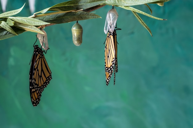 Insect Bio Drones Nature Inspired