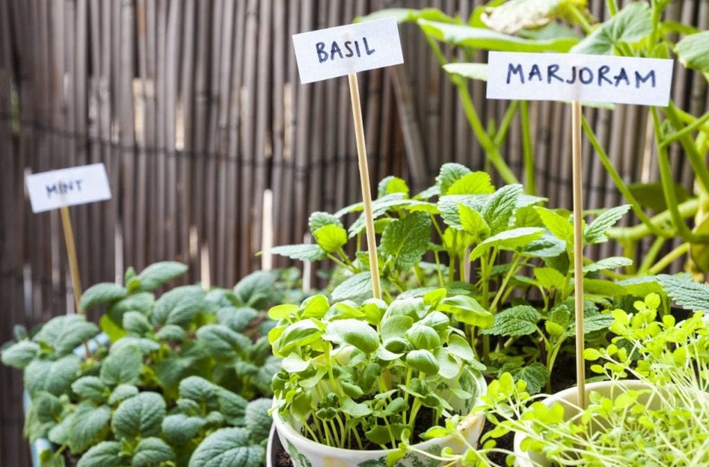 Herb Gardening with Kids and Sprouting Chefs - Sprouts Cooking School