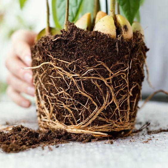Bacterial Root Rot