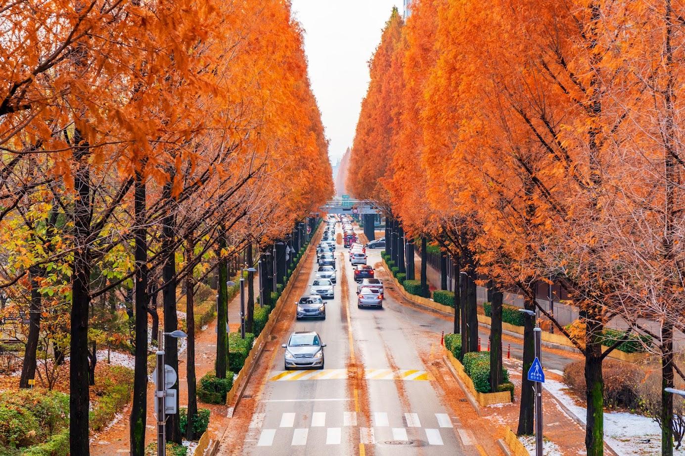 Experiencing the Breathtaking Beauty of South Korea's Autumn Foliage