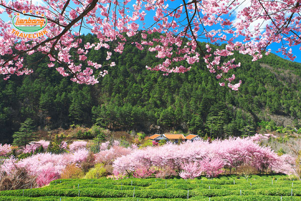 Những địa điểm đẹp ngắm hoa đào khi du lịch Đài Loan mùa xuân