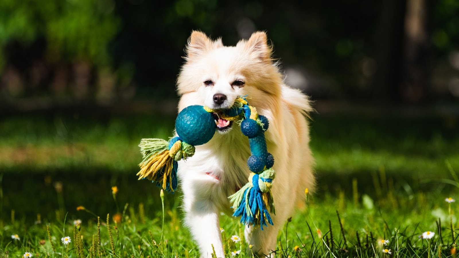 Dog Puzzle Toys