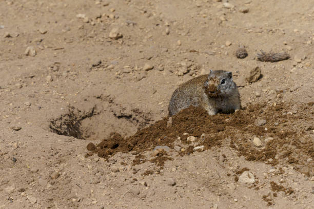 Freshly dug gopher hole in Maricopa, Arizona lawn.