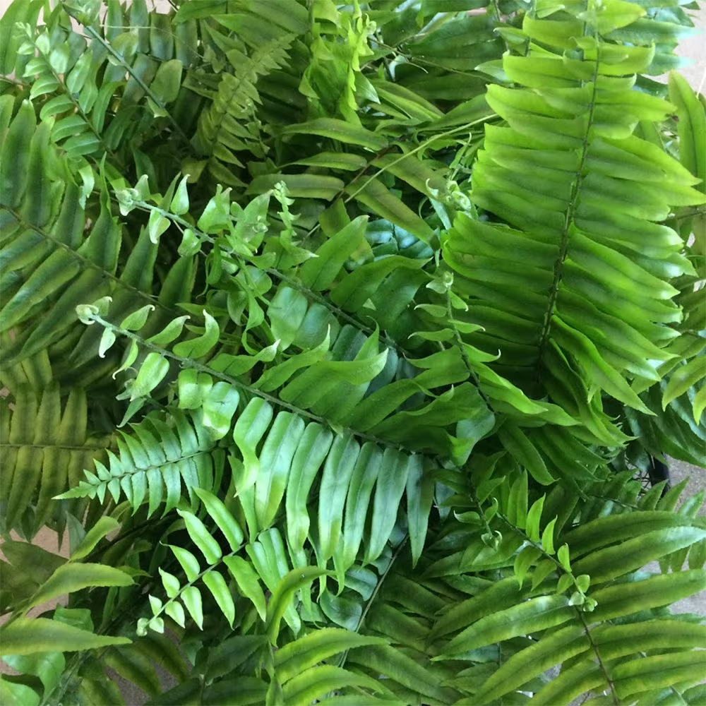 Giant Sword Fern (Polystichum munitum)