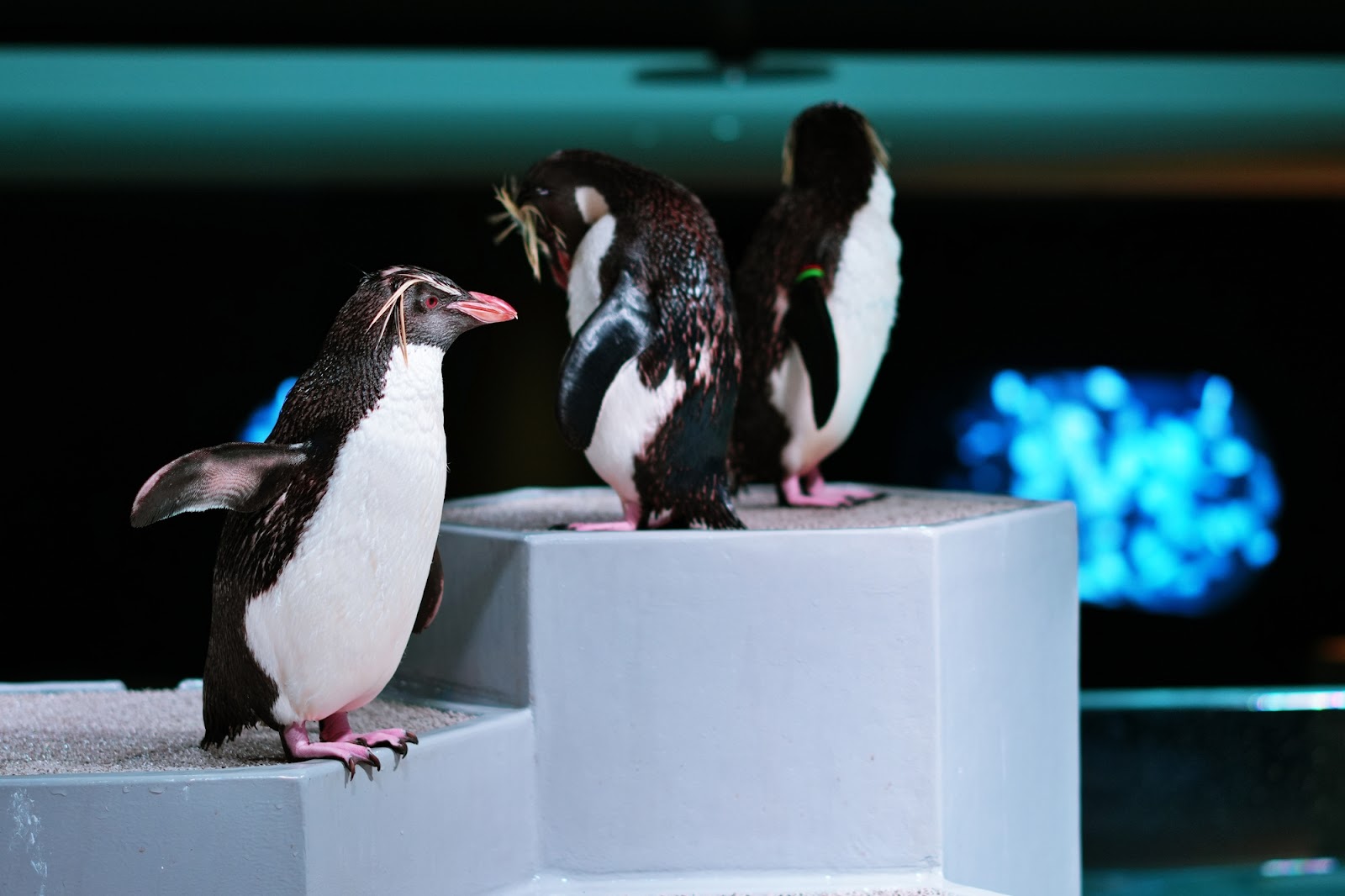 5、夜まで遊べる水族館「AOAO SAPPORO」