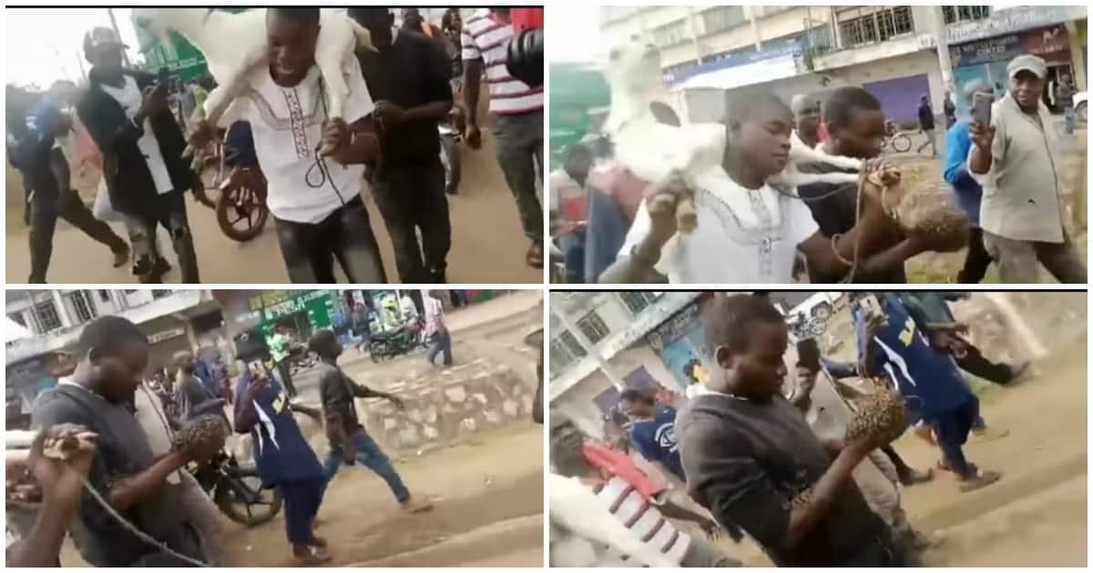 Heart-Wrenching Video of Kakamega Thieves Wailing after Being Attacked by  Bees Emerges - Tuko.co.ke