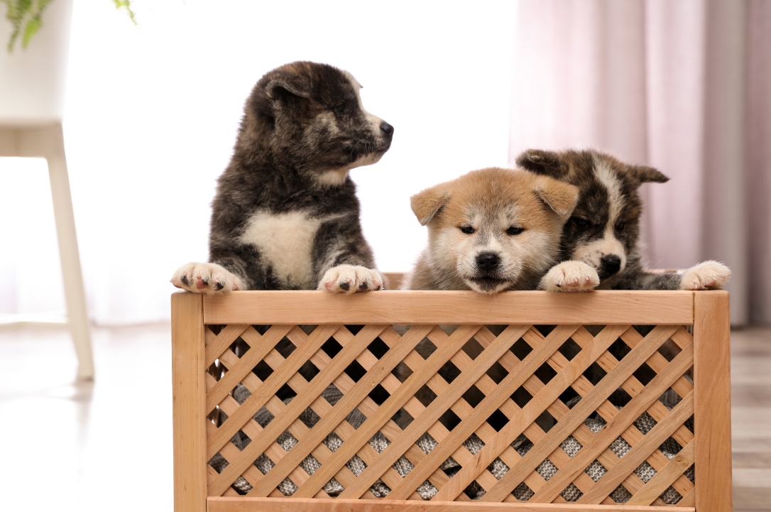 puppy crate training