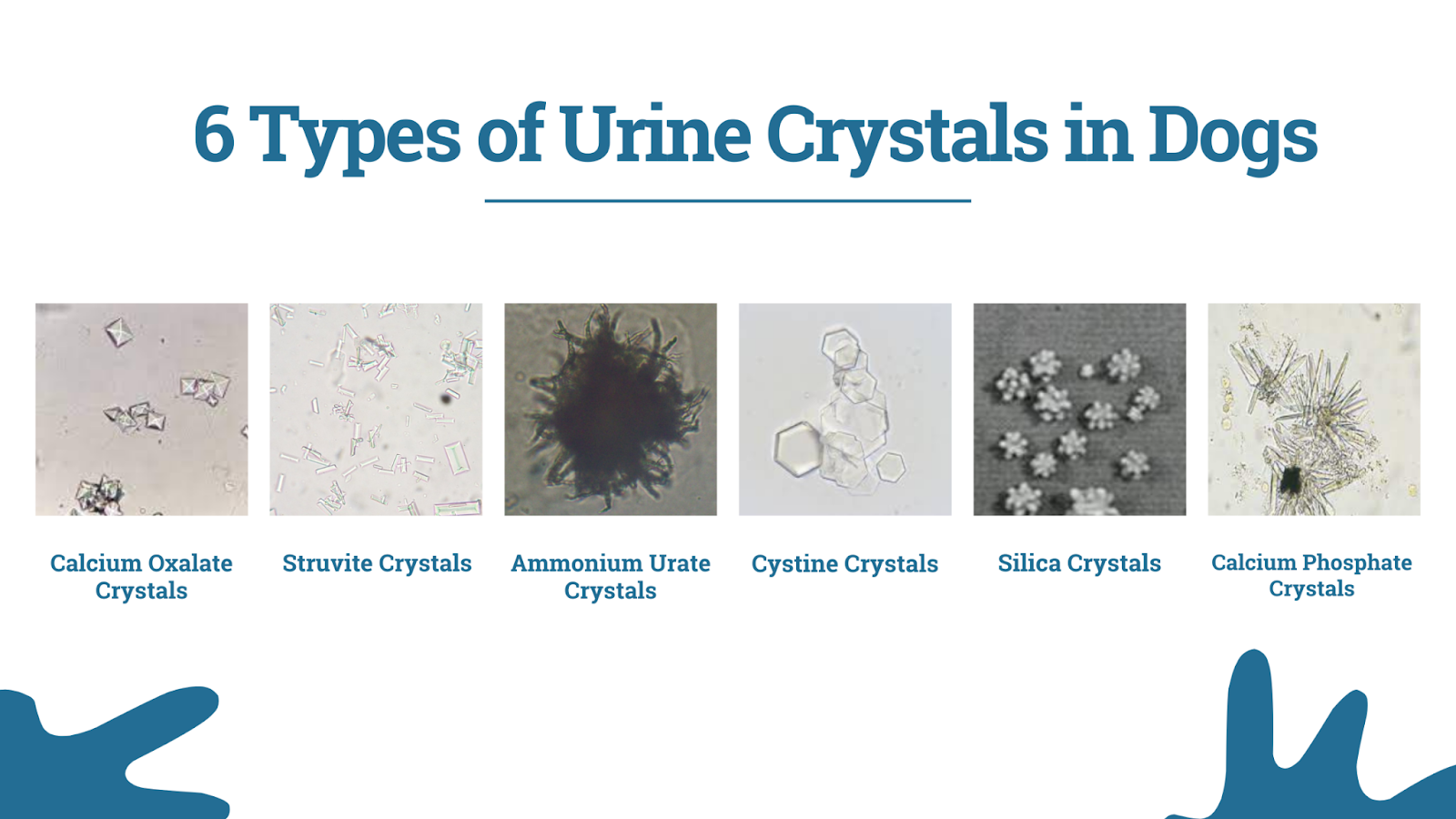 6 types of urine crystals in dogs