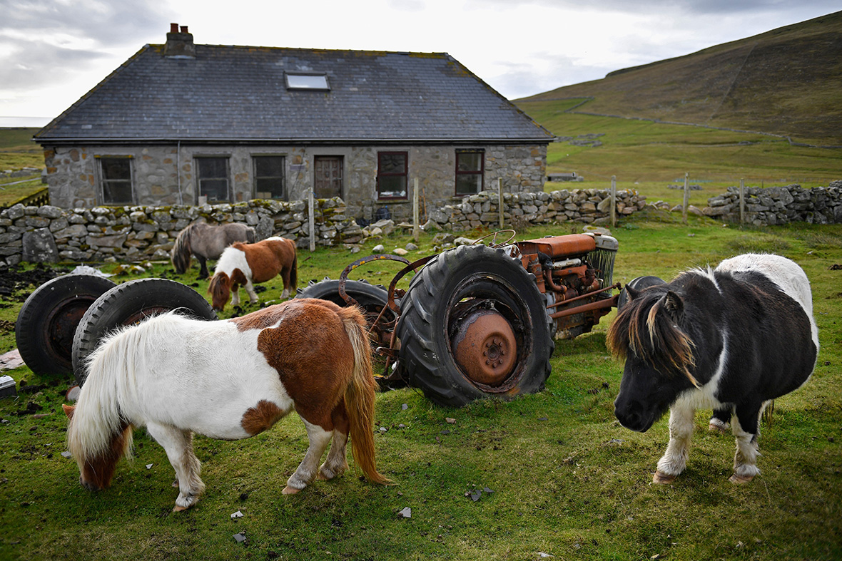 Shelters For Miniature Horses