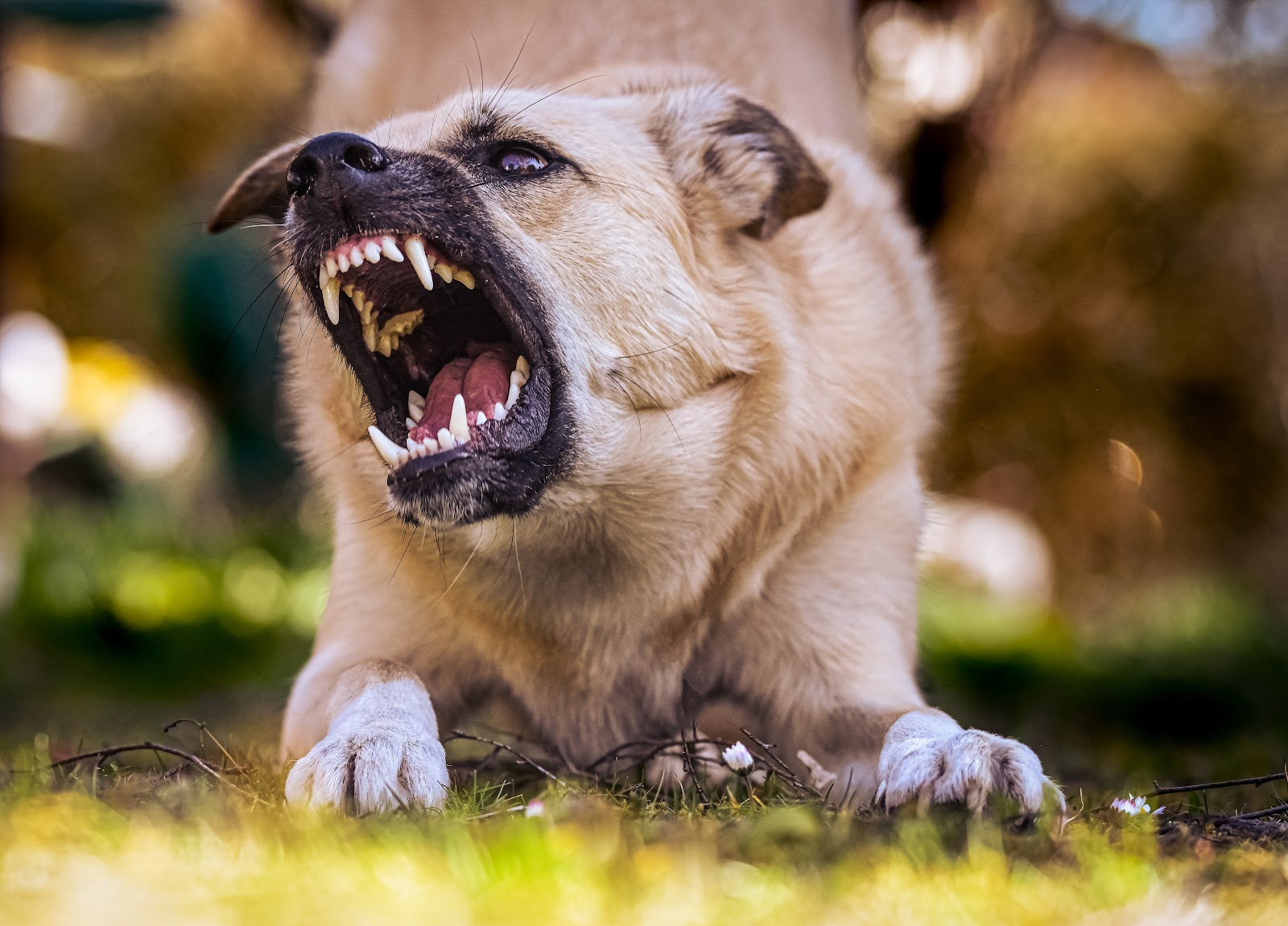 senior dog lacking dental care with irritable behavior