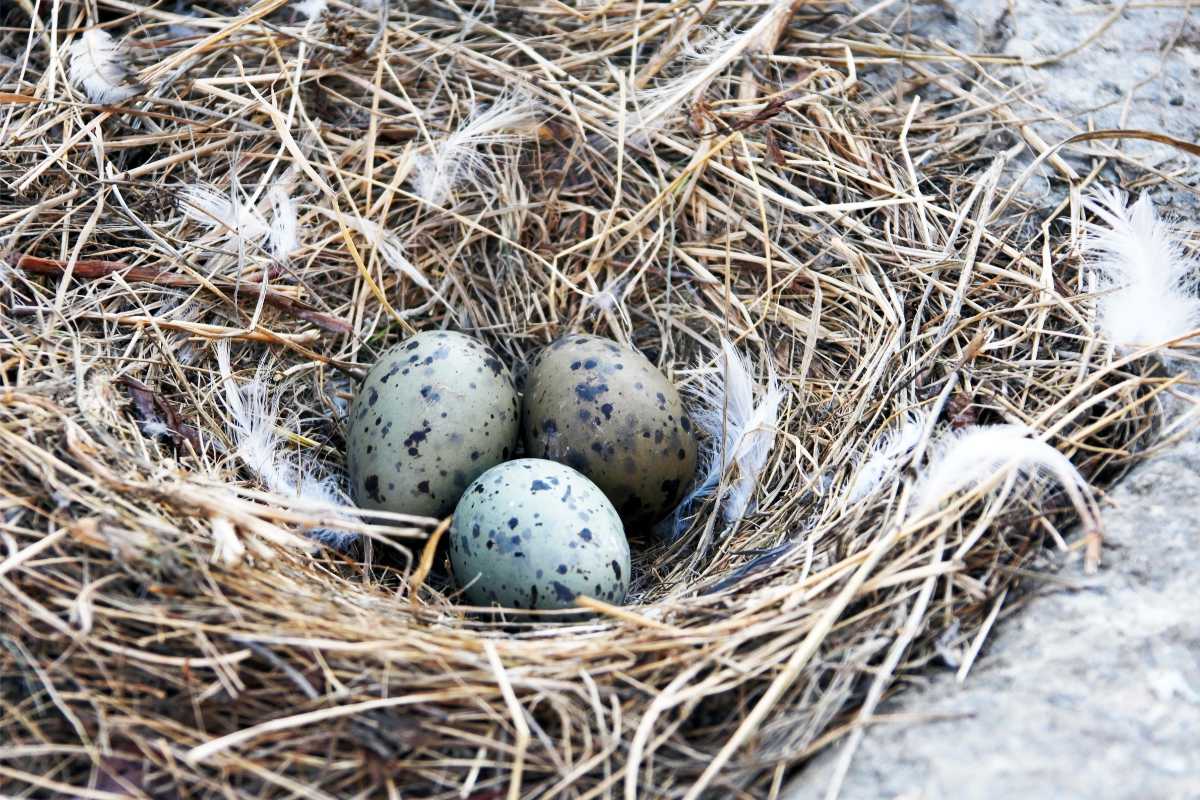 Gull Eggs in nest.