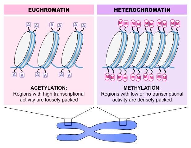 nucleosome packaging