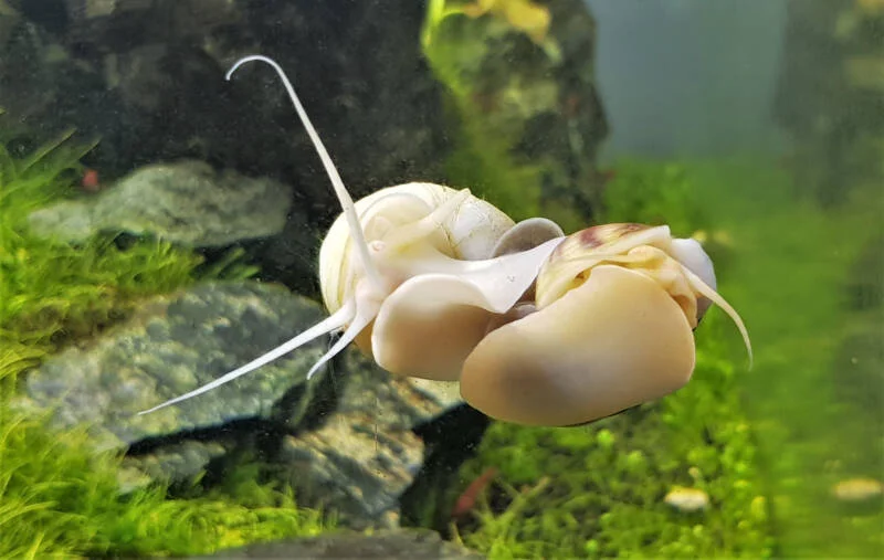 How To Do Mystery Snails Mate