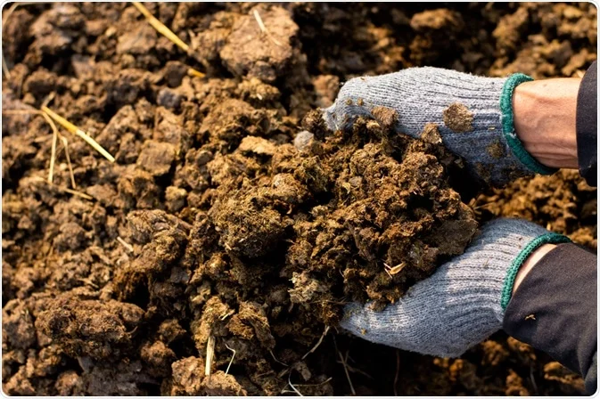 Manure