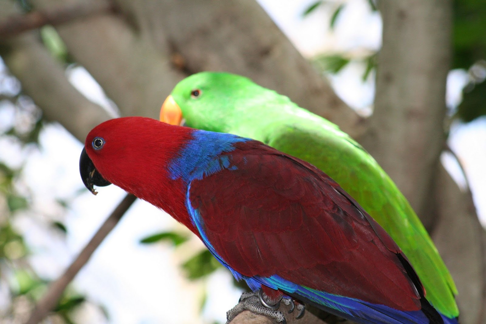 Eclectus Solomon Island