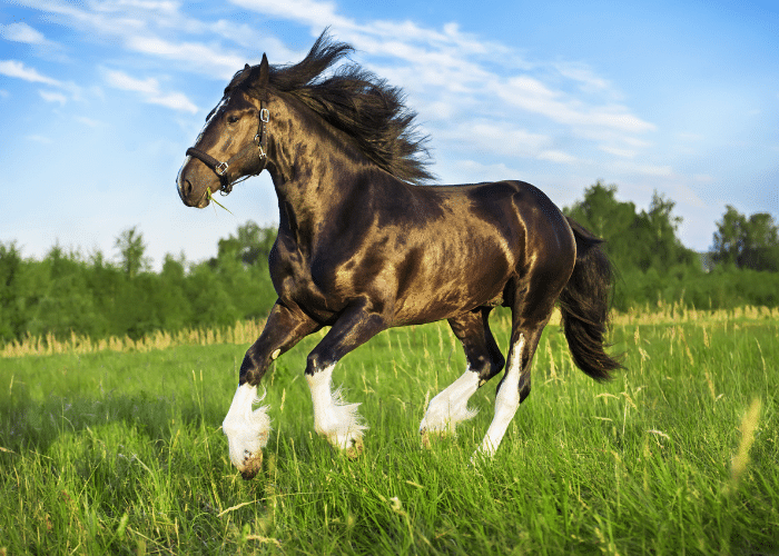 Vladmir Draft Horses