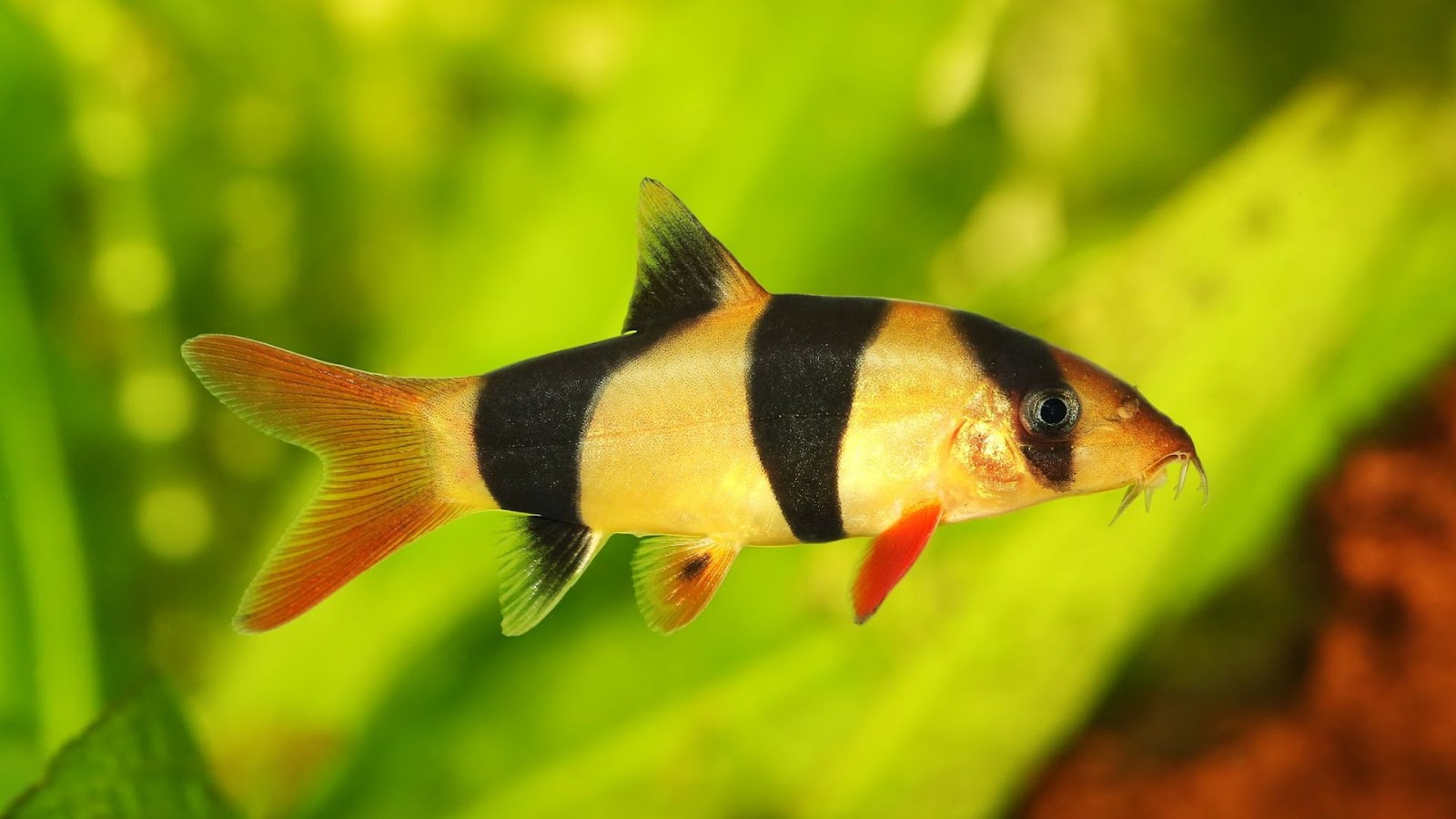 Lucky fish for home: Clown Loaches.