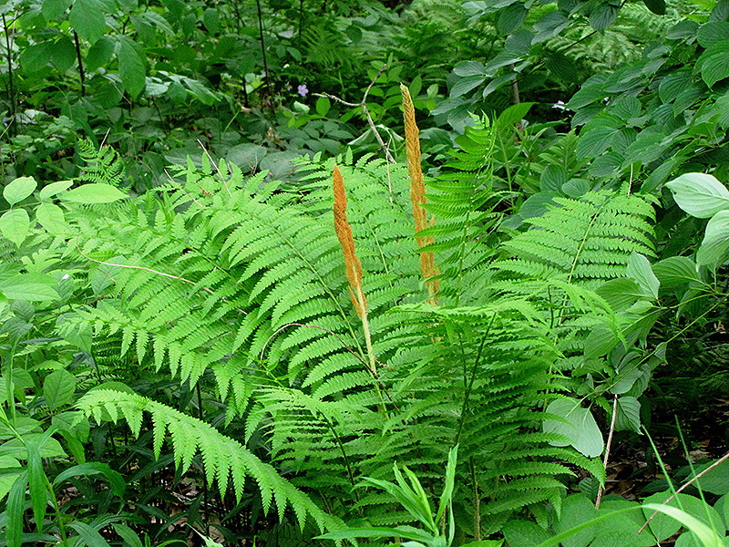 Cinnamon Fern (Osmunda cinnamomea)
