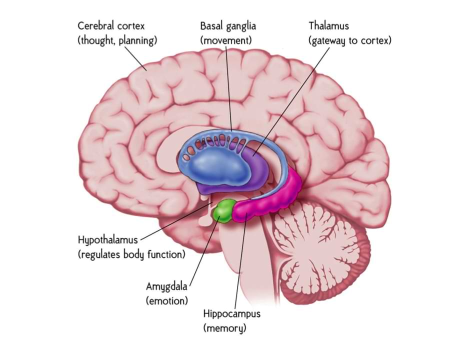 An overview of the brain’s parts and their respective roles