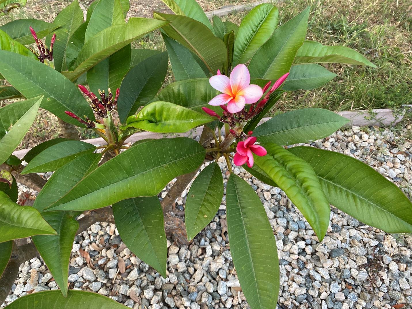 A plant with pink flowers and green leaves

Description automatically generated
