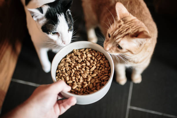 Role of Proper Nutrition in Cat Health