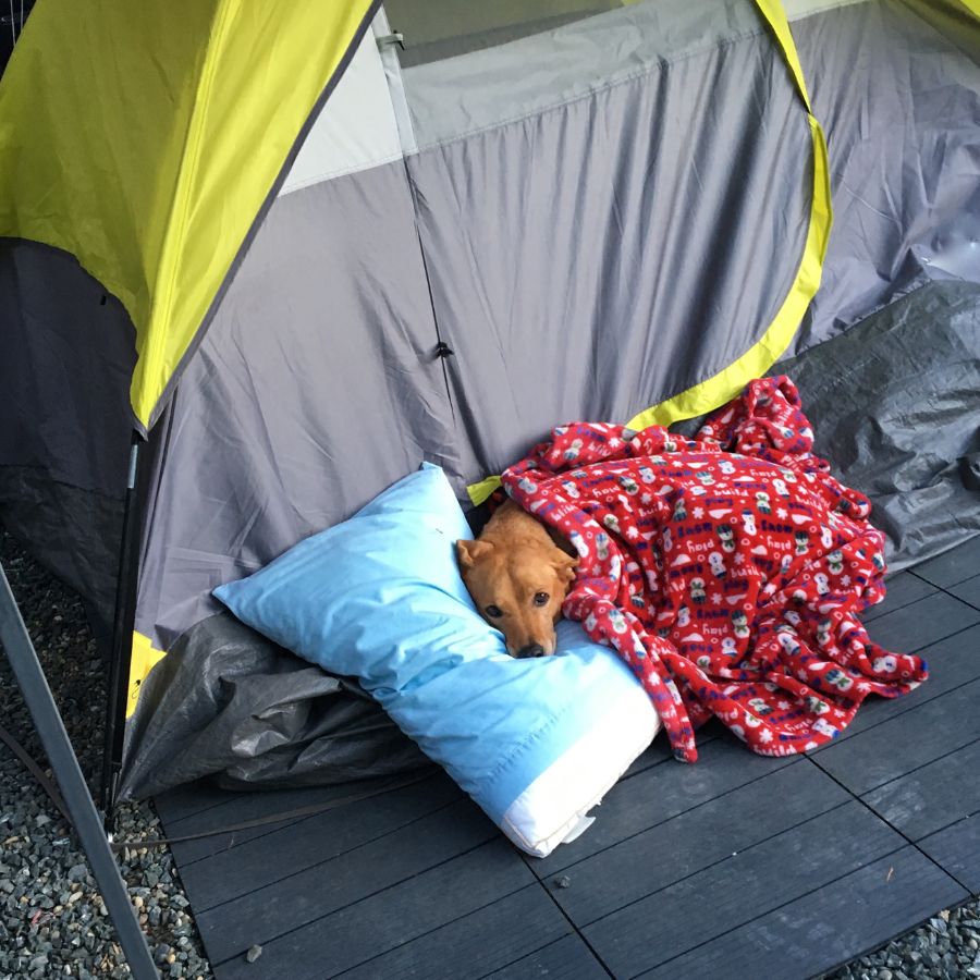 dog cuddled at campground