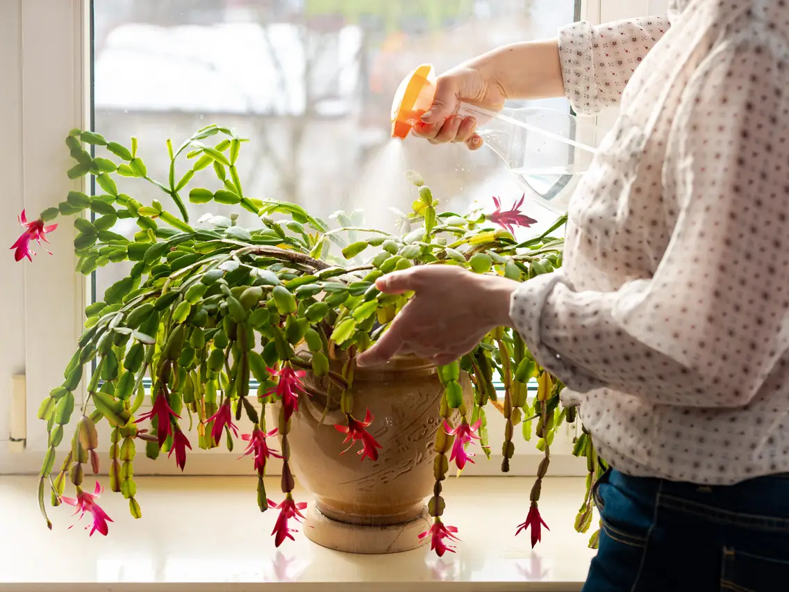 Place your Christmas Cactus in bright, indirect sunlight