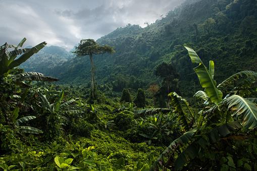 Tropical Rainforests