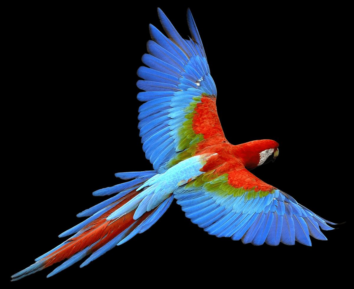 Understanding the Symbolism of Red Parrots in Dreams