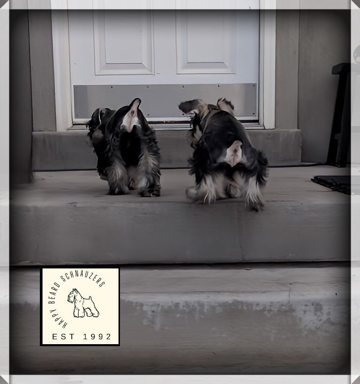 two salt and pepper miniature schnauzer puppies walking up to the front door on a porch