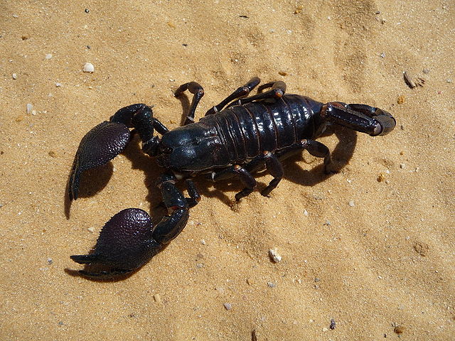 Emperor Scorpions (Pandinus imperator)