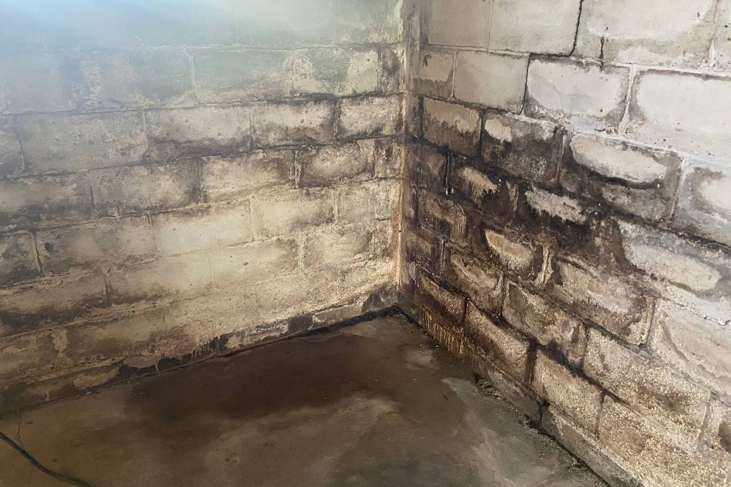 Mold and moisture build-up on basement walls