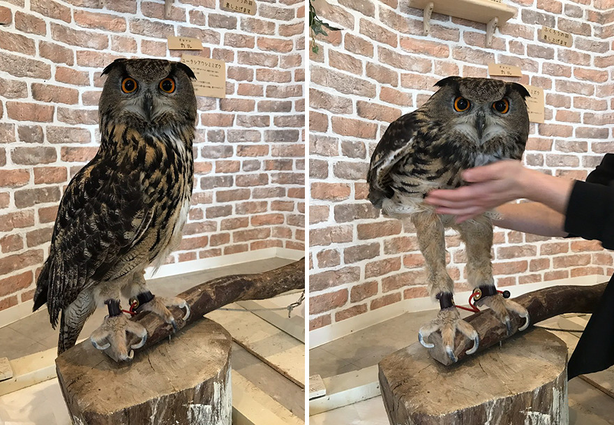 A photograph of an owl standing on a branch. A second photo of the same owl where a person has lifted the feathers to reveal long legs. 