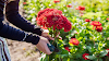 A Gardener's Guide to Choosing the Perfect Flowers for Your Garden