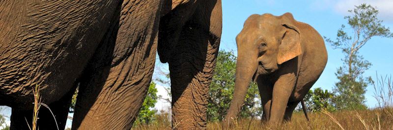 Elephants at the ELIE project, Mondulkiri