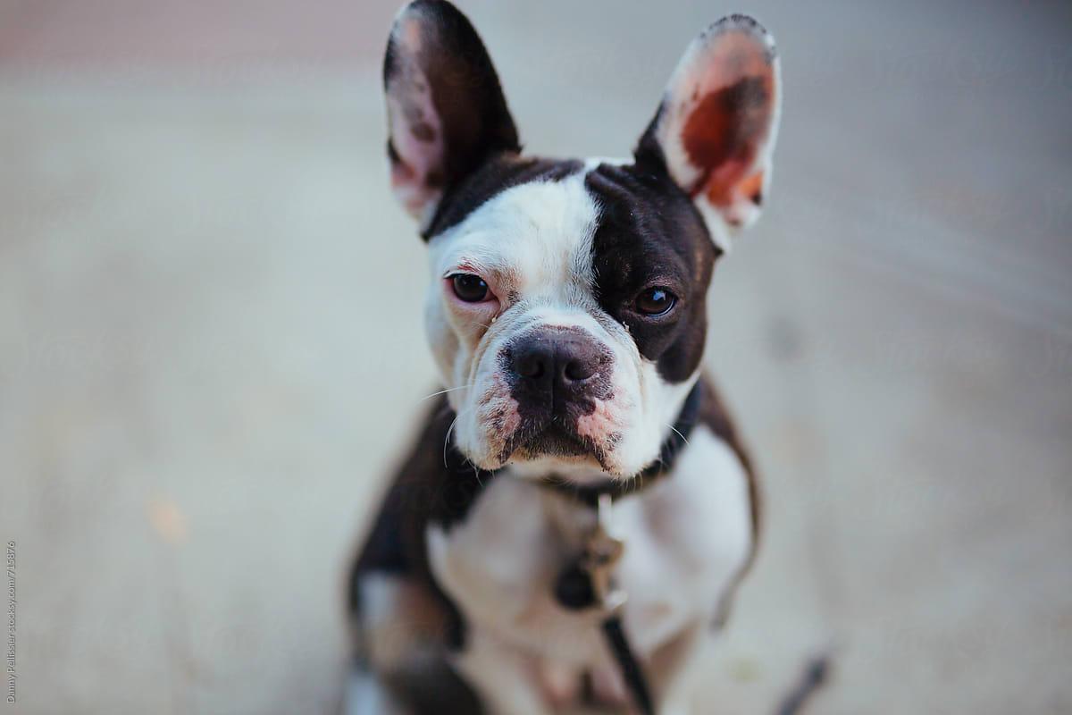 Where Can You Find a Boston Terrier Mixed with a French Bulldog?