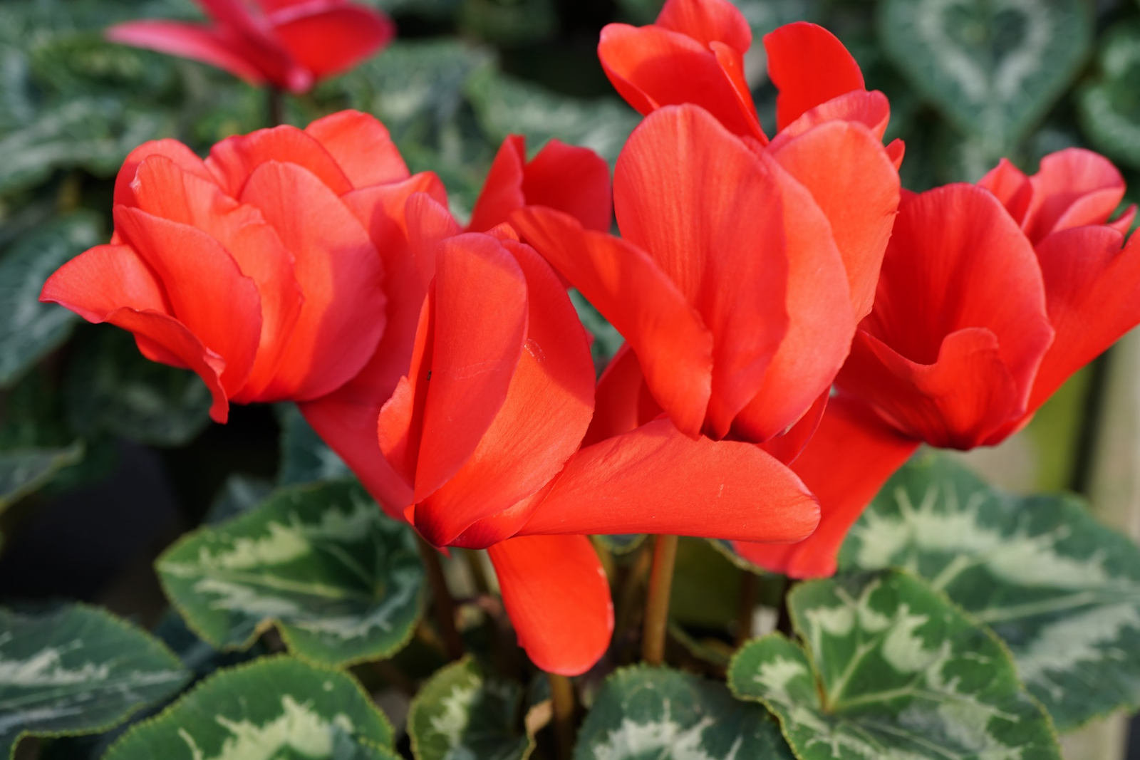 Cyclamen (Cyclamen persicum)