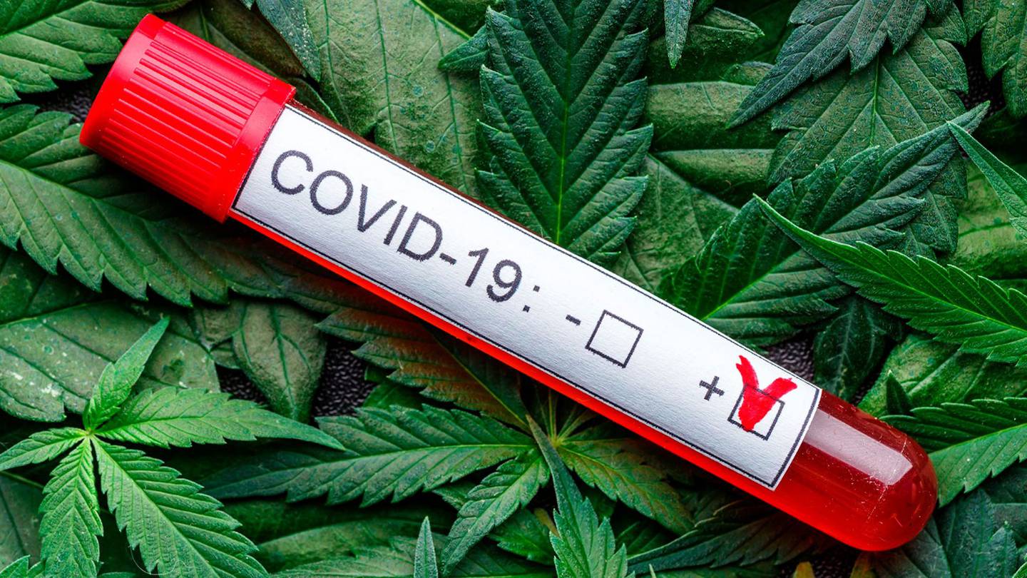cannabis leaves and a eprouvette with covid 19 virus written on top of it.