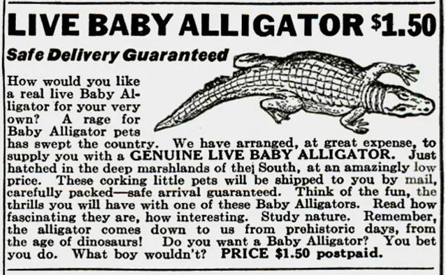 A black and white advertisement with a crocodile

Description automatically generated