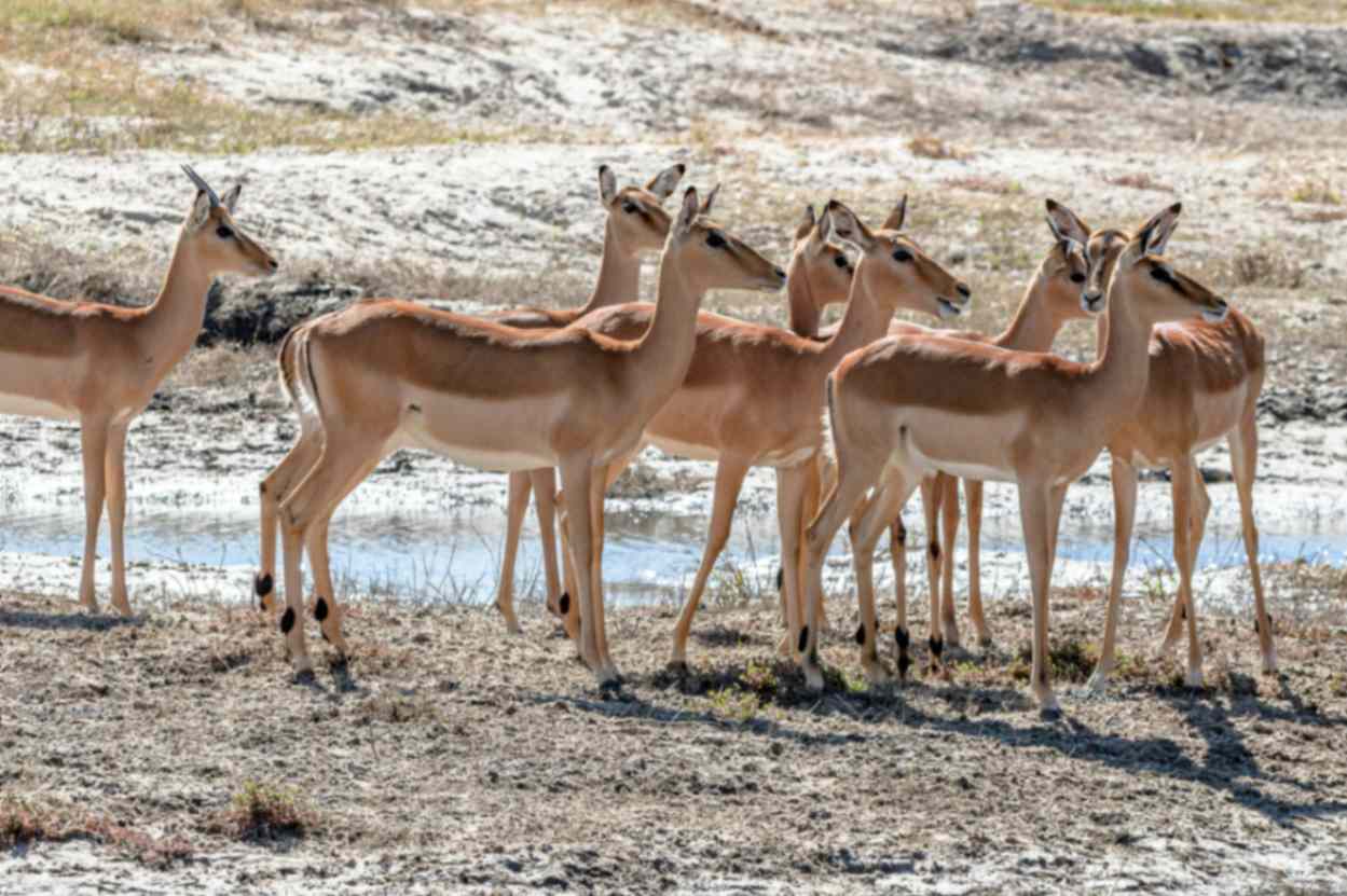Impalas are best sighted during mating season can be seen at chobe national park