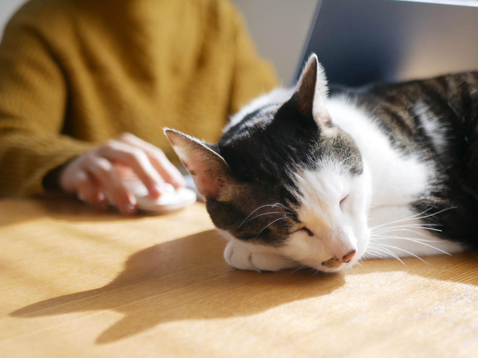 パソコンをいじる飼い主の前で眠る猫